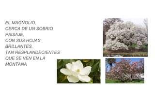 EL MAGNOLIO,
CERCA DE UN SOBRIO
PAISAJE,
CON SUS HOJAS
BRILLANTES,
TAN RESPLANDECIENTES
QUE SE VEN EN LA
MONTAÑA
 