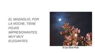 EL MAGNOLIO, POR
LA NOCHE, TIENE
HOJAS
IMPRESIONANTES,
MUY MUY
ELEGANTES.
 