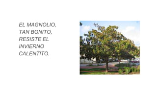 EL MAGNOLIO,
TAN BONITO,
RESISTE EL
INVIERNO
CALENTITO.
 