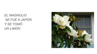 EL MAGNOLIO
SE FUE A JAPÓN
Y SE TOMÓ
UN LIMÓN
 