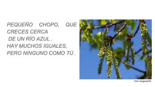 PEQUEÑO CHOPO, QUE
CRECES CERCA
DE UN RÍO AZUL .
HAY MUCHOS IGUALES,
PERO NINGUNO COMO TÚ .
 