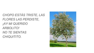 CHOPO ESTÁS TRISTE, LAS
FLORES LAS PERDISTE,
¡AY MI QUERIDO
ARBOLITO!
NO TE SIENTAS
CHIQUITITO.
 