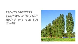 PRONTO CRECERÁS
Y MUY MUY ALTO SERÁS,
MUCHO MÁS QUE LOS
DEMÁS.
 