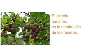 El ciruelo,
nada feo,
es la admiración
de los recreos.
 