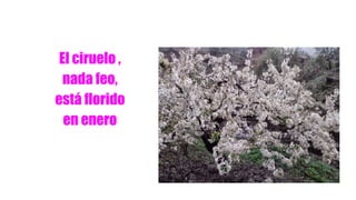 El ciruelo ,
nada feo,
está florido
en enero
 