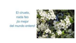 El ciruelo,
nada feo
¡lo mejor
del mundo entero!
 