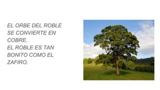 EL ORBE DEL ROBLE
SE CONVIERTE EN
COBRE.
EL ROBLE ES TAN
BONITO COMO EL
ZAFIRO.
 