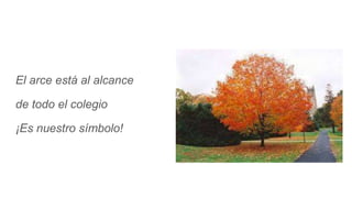 El arce está al alcance
de todo el colegio
¡Es nuestro símbolo!
 