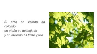 El arce en verano es
colorido,
en otoño es deshojado
y en invierno es triste y frío.
 
