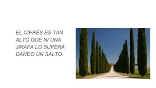 EL CIPRÉS ES TAN
ALTO QUE NI UNA
JIRAFA LO SUPERA
DANDO UN SALTO.
 