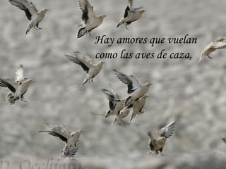 Hay amores que vuelan  como las aves de caza, 