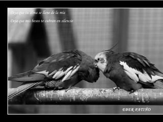 Deja que tu alma se llene de la mía Deja que mis besos te cubran en silencio EBER PATIÑO 