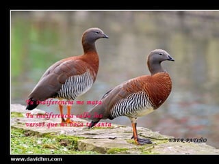 Tu indiferencia me mata. Tu indiferencia calla los versos que mi boca te canta EBER PATIÑO 