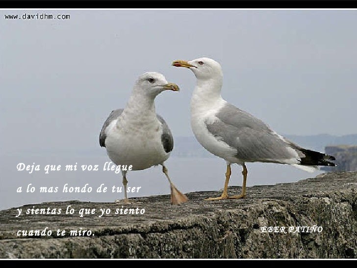 Versos Cortos De Aves | poemas cortos Versos Cortos De Aves | poemas cortos