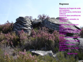 Regresso Regresso às fragas de onde me roubaram. Ah! minha serra, minha dura infância! Como os rijos carvalhos me acenaram, Mal eu surgi, cansado, na distância! Cantava cada fonte à sua porta: O poeta voltou! Atrás ia ficando a terra morta Dos versos que o desterro esfarelou. Depois o céu abriu-se num sorriso, E eu deitei-me no colo dos penedos A contar aventuras e segredos Aos deuses do meu velho paraíso. Miguel Torga 