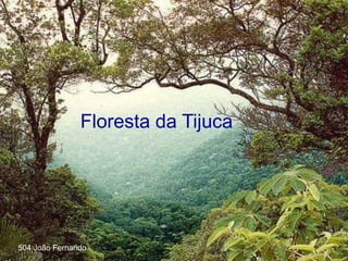 Floresta da Tijuca
504 João Fernando
 