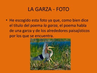 LA GARZA - FOTO
• He escogido esta foto ya que, como bien dice
  el título del poema la garza, el poema habla
  de una garza y de los alrededores paisajísticos
  por los que se encuentra.
 