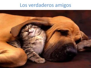 Los verdaderos amigos 