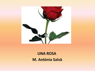 UNA ROSA
M. Antònia Salvà
 
