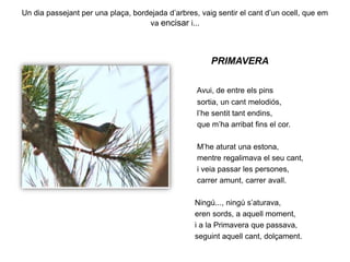 Un dia passejant per una plaça, bordejada d’arbres, vaig sentir el cant d’un ocell, que em va encisar i...PRIMAVERAAvui, de entre els pinssortia, un cant melodiós,l’he sentit tant endins,que m’ha arribat fins el cor.M’he aturat una estona,mentre regalimava el seu cant,i veia passar les persones,carrer amunt, carrer avall.Ningú..., ningú s’aturava,eren sords, a aquell moment,i a la Primavera que passava,seguint aquell cant, dolçament.