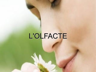 L'OLFACTEL'OLFACTE
 