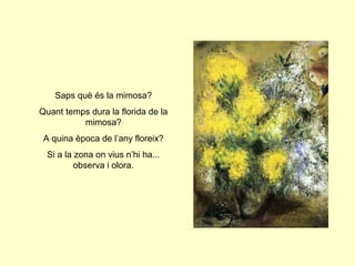 Saps què és la mimosa?
Quant temps dura la florida de la
mimosa?
A quina època de l’any floreix?
Si a la zona on vius n’hi ha...
observa i olora.
 
