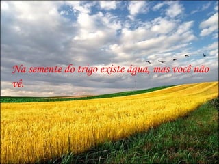 Na semente do trigo existe água, mas você não vê. 