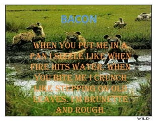 BaconWhen you put me in a pan I sizzle like when fire hits water. When you bite me I crunch like stepping on old leaves. I’m brunette and rough.