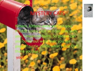 Capturing a Moment


         MYSTERY CATS

Kittens ,Kittens were are Can you
PLEASE come OUT so I can play with
you. I mean no harm. So please can
you come out were ever you are
please! rustle, rustle what's that OH!
there you are !
 you?
 