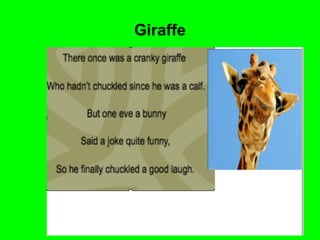 Giraffe