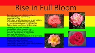 Rise in Full Bloom
Rambling down a cobbled pathway,
I stumbled upon a wild rose,
Deep garnet red,
Velveteen petals each curled to perfection,
Luminescent and innocently pretty,
A coy damsel oblivious of her beauty,
Fading away unadorned and unsung,
Looking at me, she blushed
I stood love stung, adoring her,
Borrowed a steam bearing a bud
Planted her proudly in my garden,
Ever day, day after day,
I watched my rose break out of its chrysalis,
Groomed it with devout care,
Nurturing it with fertilizer,
Admiring it with every moment,
Watching it grown and come into full bloom,
And looked down on me!
 