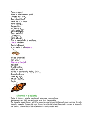 Furry mound,
Took a little look around,
What's that furry,
Crawling thing?
Here's the answer,
Here I sing...
Caterpillar,
From the egg,
Eating leaves,
Gets well-fed...
Caterpillar,
Eats a heap,
Finds a quiet place to sleep...
Larva covered,
Covered soon,
In a really, cool cocoon...
Inside changes,
Did occur,
Metamorphosis?
Yes sir!
And I waited,
Wait and wait,
Turns to something really great...
One day I see,
With my eye,
This beautiful,
Butterfly!
Life cycle of a butterfly:
During its lifetime, a butterfly goes through a complete metamorphosis.
It starts as an egg which hatches into the larval form- the caterpillar.
The caterpillar eats and grows until it has enough energy to move into its pupal stage- making a chrysalis.
Inside the chrysalis, the caterpillar goes through its metamorphosis and eventually emerges as a butterfly.
The butterfly mates and lays new eggs to start the life cycle over again.
 