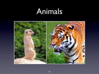 Animals




   10
 