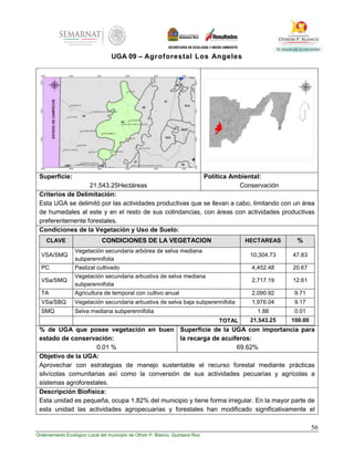 56
Ordenamiento Ecológico Local del municipio de Othón P. Blanco, Quintana Roo
UGA 09 – Agroforestal Los Angeles
Superficie:
21,543.25Hectáreas
Política Ambiental:
Conservación
Criterios de Delimitación:
Esta UGA se delimitó por las actividades productivas que se llevan a cabo, limitando con un área
de humedales al este y en el resto de sus colindancias, con áreas con actividades productivas
preferentemente forestales.
Condiciones de la Vegetación y Uso de Suelo:
CLAVE CONDICIONES DE LA VEGETACION HECTAREAS %
VSA/SMQ
Vegetación secundaria arbórea de selva mediana
subperennifolia
10,304.73 47.83
PC Pastizal cultivado 4,452.48 20.67
VSa/SMQ
Vegetación secundaria arbustiva de selva mediana
subperennifolia
2,717.19 12.61
TA Agricultura de temporal con cultivo anual 2,090.92 9.71
VSa/SBQ Vegetación secundaria arbustiva de selva baja subperennifolia 1,976.04 9.17
SMQ Selva mediana subperennifolia 1.88 0.01
TOTAL 21,543.25 100.00
% de UGA que posee vegetación en buen
estado de conservación:
0.01 %
Superficie de la UGA con importancia para
la recarga de acuíferos:
69.62%
Objetivo de la UGA:
Aprovechar con estrategias de manejo sustentable el recurso forestal mediante prácticas
silvícolas comunitarias así como la conversión de sus actividades pecuarias y agrícolas a
sistemas agroforestales.
Descripción Biofísica:
Esta unidad es pequeña, ocupa 1.82% del municipio y tiene forma irregular. En la mayor parte de
esta unidad las actividades agropecuarias y forestales han modificado significativamente el
 