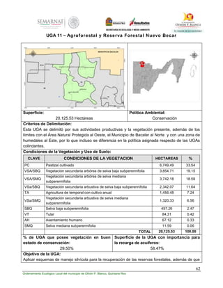 62
Ordenamiento Ecológico Local del municipio de Othón P. Blanco, Quintana Roo
UGA 11 – Agroforestal y Reserva Forestal Nuevo Becar
Superficie:
20,125.53 Hectáreas
Política Ambiental:
Conservación
Criterios de Delimitación:
Esta UGA se delimitó por sus actividades productivas y la vegetación presente, además de los
límites con el Área Natural Protegida al Oeste, el Municipio de Bacalar al Norte y con una zona de
humedales al Este, por lo que incluso se diferencia en la política asignada respecto de las UGAs
colindantes.
Condiciones de la Vegetación y Uso de Suelo:
CLAVE CONDICIONES DE LA VEGETACION HECTAREAS %
PC Pastizal cultivado 6,749.49 33.54
VSA/SBQ Vegetación secundaria arbórea de selva baja subperennifolia 3,854.71 19.15
VSA/SMQ
Vegetación secundaria arbórea de selva mediana
subperennifolia
3,742.18 18.59
VSa/SBQ Vegetación secundaria arbustiva de selva baja subperennifolia 2,342.07 11.64
TA Agricultura de temporal con cultivo anual 1,456.48 7.24
VSa/SMQ
Vegetación secundaria arbustiva de selva mediana
subperennifolia
1,320.33 6.56
SBQ Selva baja subperennifolia 497.26 2.47
VT Tular 84.31 0.42
AH Asentamiento humano 67.12 0.33
SMQ Selva mediana subperennifolia 11.59 0.06
TOTAL 20,125.53 100.00
% de UGA que posee vegetación en buen
estado de conservación:
29.50%
Superficie de la UGA con importancia para
la recarga de acuíferos:
58.47%
Objetivo de la UGA:
Aplicar esquemas de manejo silvícola para la recuperación de las reservas forestales, además de que
 