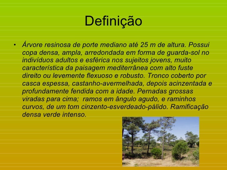 View source image Image result for pinheiro manso ou pinheiro bravo