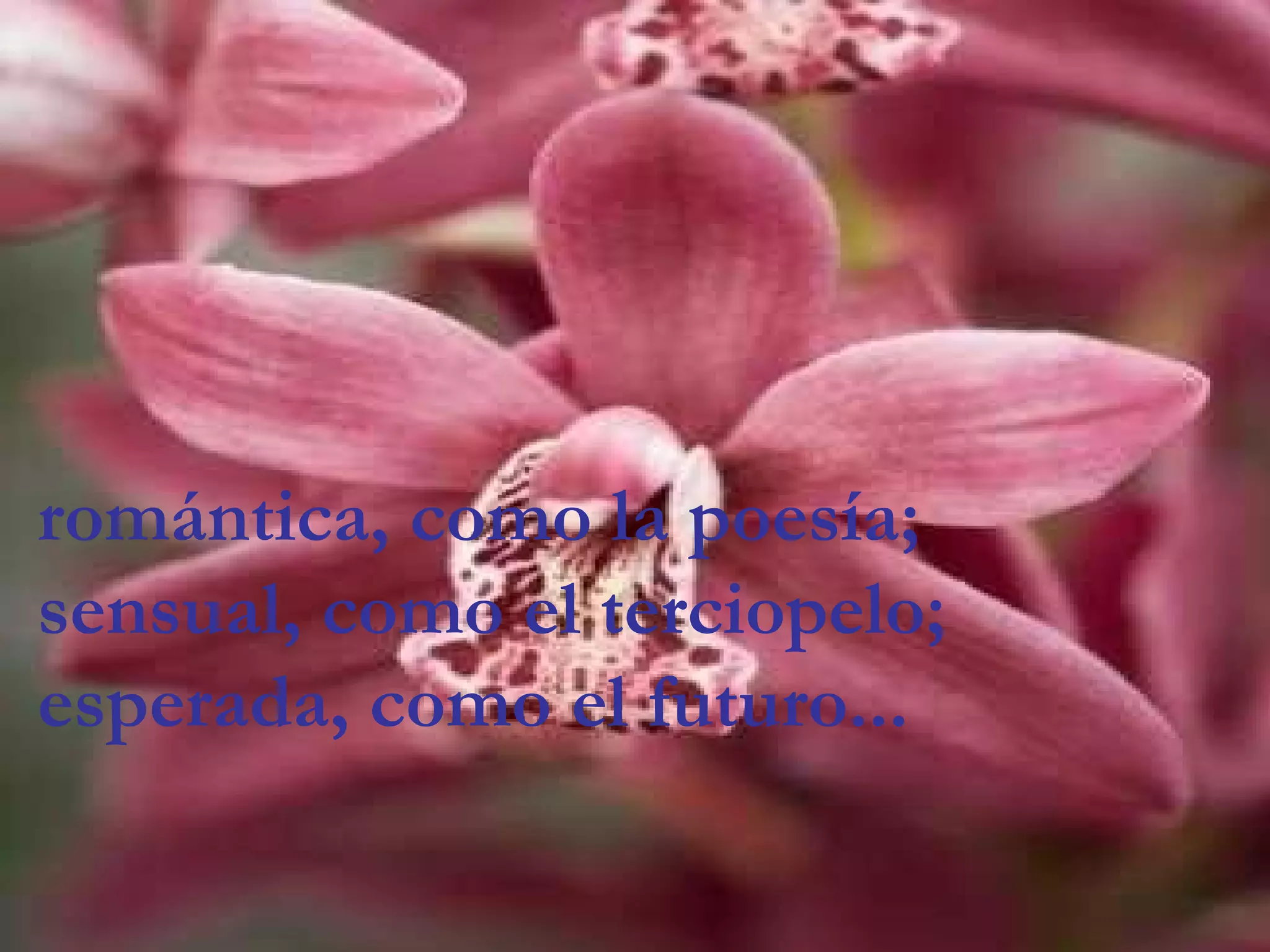 romántica, como la poesía;
sensual, como el terciopelo;
esperada, como el futuro...
 