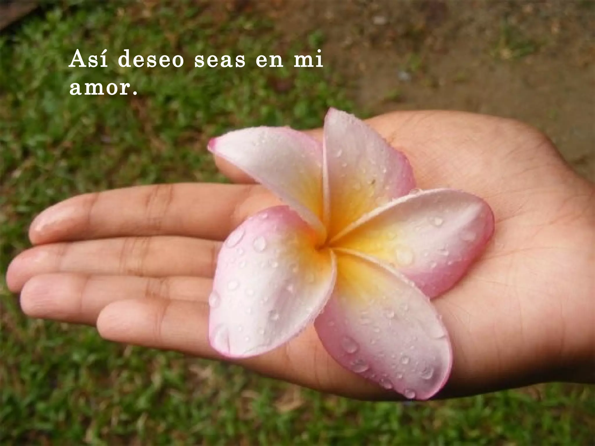 Así deseo seas en mi
amor.
 