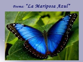 Poema:  “La Mariposa Azul” 