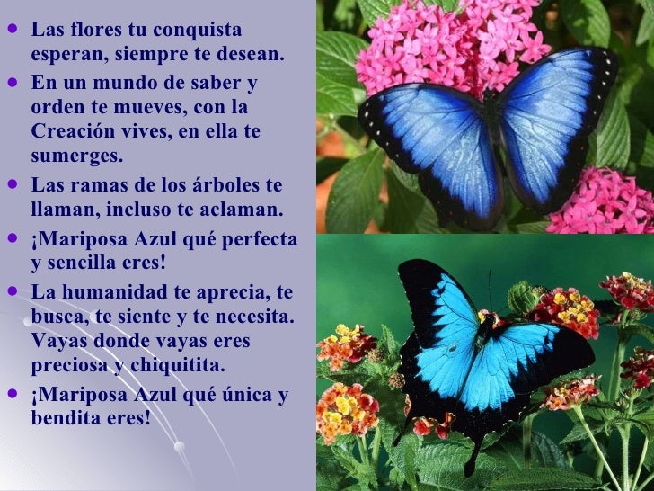 poemas sobre la naturaleza cortos poes 237 a de la naturaleza quot la mariposa azul quot poemas sobre la naturaleza cortos poes 237 a de la naturaleza quot la mariposa azul quot