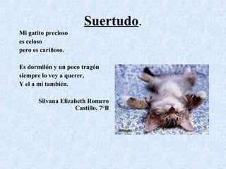 Suertudo . Mi gatito precioso es celoso pero es cariñoso. Es dormilón y un poco tragón siempre lo voy a querer, Y el a mí también. Silvana Elizabeth Romero Castillo. 7°B 