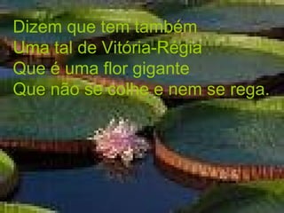 Dizem que tem também Uma tal de Vitória-Régia Que é uma flor gigante Que não se colhe e nem se rega. 