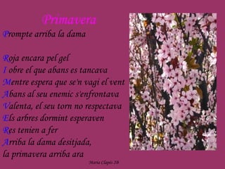 Primavera P rompte arriba la dama  R oja encara pel gel I  obre el que abans es tancava M entre espera que se'n vagi el vent  A bans al seu enemic s'enfrontava V alenta, el seu torn no respectava E ls arbres dormint esperaven R es tenien a fer A rriba la dama desitjada,  la primavera arriba ara Maria Clapés 2B 