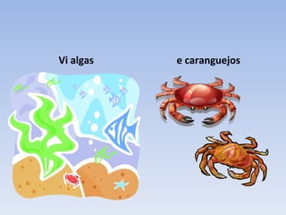 Vi algas   e caranguejos
 