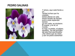 PEDRO SALINAS
                Y ahora, aquí está frente a
                mí.
                Tantas luchas que ha
                costado,
                tantos afanes en vela,
                tantos bordes de fracaso
                junto a este esplendor
                sereno
                ya son nada, se olvidaron.
                Él queda, y en él, el
                mundo,
                la rosa, la piedra, el pájaro,
                aquéllos , los del principio,
                de este final asombrados.
                ¡Tan claros que se veían,
                y aún se podía aclararlos!
 