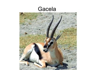 Gacela 
