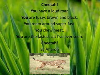 Cheetah!
        You have a loud roar.
  You are fuzzy, brown and black.
    You roam around super-fast.
          You chew meat.
You are the fastest cat I’ve ever seen.
              Cheetah!
              By Aharon
 