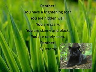 Panther!
You have a frightening roar.
   You are hidden well.
      You are scary.
 You are skinny and black.
   You are rarely seen.
         Panther!
        By Jeremy
 
