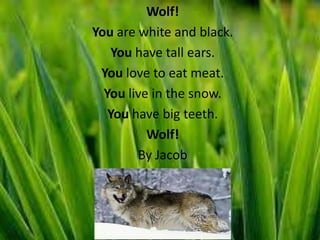 Wolf!
You are white and black.
   You have tall ears.
 You love to eat meat.
  You live in the snow.
   You have big teeth.
          Wolf!
        By Jacob
 