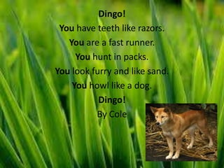 Dingo!
 You have teeth like razors.
   You are a fast runner.
     You hunt in packs.
You look furry and like sand.
    You howl like a dog.
           Dingo!
          By Cole
 